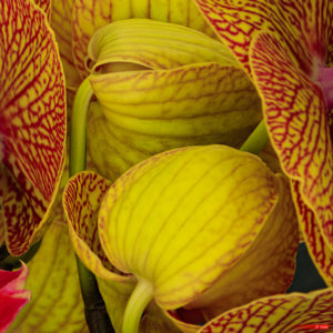 Phalaenopsis amabilis 2005-402
